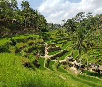 Paket Honeymoon 3d2n Bali - ANURADA